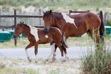 Wild Horses on the Maryland Shoreline