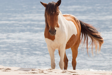 Wild Horses on the Maryland Shoreline