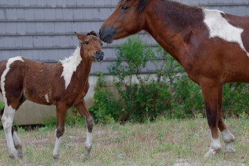 Wild Horses on the Maryland Shoreline