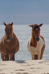 Wild Horses on the Maryland Shoreline