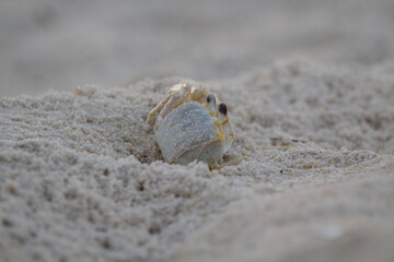 Leaving Home- crab in the sand