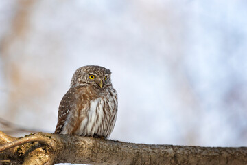 Eurasian pygmy owl sitting on a tree branch in spring day
