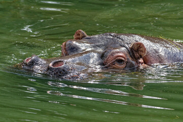 Hippo in the water