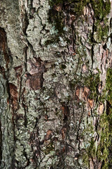 Texture of a tree bark