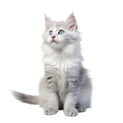 Gray and white kitten posing playfully in a studio against a light transparent background