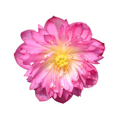 Pink lotus flower on png transparent background