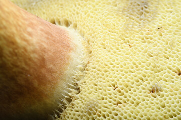 Close-up of the inside of a mushroom cap. Hymenium where spores of the fungus are developed.