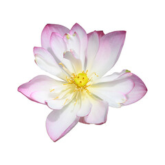White lotus flower on png transparent background