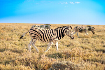 Fototapeta na wymiar Zebra in open field