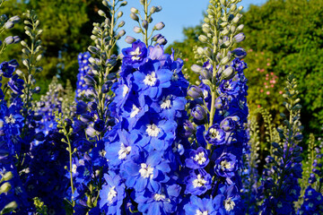 gorgeous bright blue delphinium flowers in the summer garden on a warm sunny day in Augsburg, Bavaria, Germany