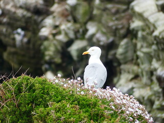 black headed gull