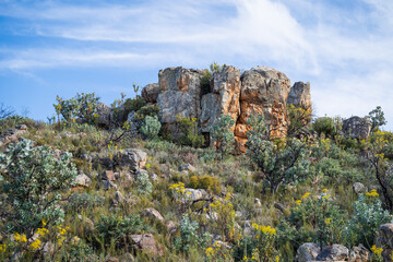 Fototapeta na wymiar waboom trees and fynbos next to a rocky outcrop