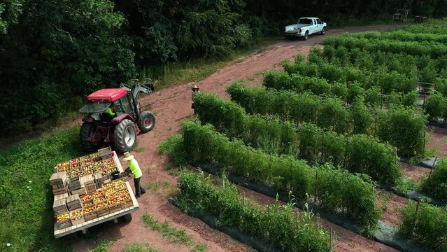 Aerial camera view of tractor with flatbed trailer filled with crates of freshly picked tomatoes in a tomato field.