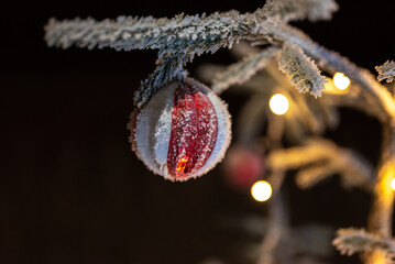 Christmas decoration in frost covered spurce tree branch on a dark background with white light bulbs