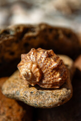 Coast. shell on the sand. sea ​​shell. sand. beach. island. tropics. ocean. sea. sea ​​shore. wave. background. texture. nature. stones on the seashore. sea stones. seascape. scenery. clam.