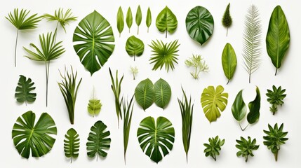 Fototapeta na wymiar Tropical leaves design kit