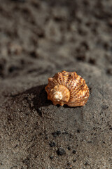 seashell on the sand. shell. sea. beach. sand. summer. Coast. shell on the sand. sea ​​shell....