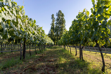 Campania vineyard with still green grapes