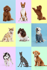 Creative art collage made of portraits dogs looks happy over pastel color background. Pink, yellow, green and blue.