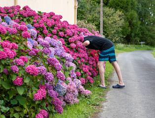 A funny photo of a young man dressed in shorts and shirt pokes his head into a purple magenta colors hydrangea hedge.