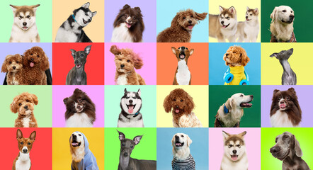 Fototapeta na wymiar Collage made of photos different dogs breeds over bright colorful backgrounds.
