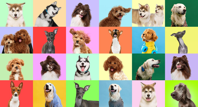 Collage made of photos different dogs breeds over bright colorful backgrounds.
