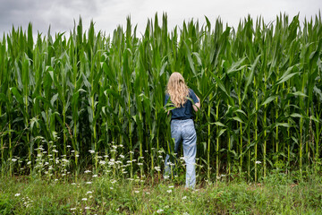 A young woman with blond long hair and blue clothes walks into a green high corn field.