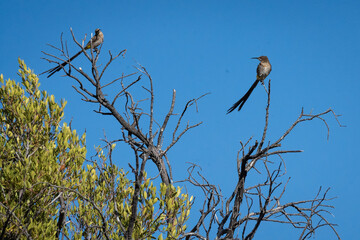 cape sugar bird on a tree branch