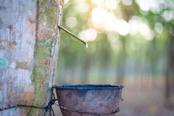 Para rubber drips into a cup in a rubber plantation.