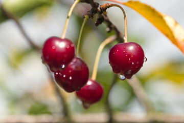 red cherries with dew drops, czerwone wiśnie z kroplami rosy