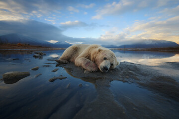 Obraz premium Generative Ai polar bear standing in melting glacier in polar environment