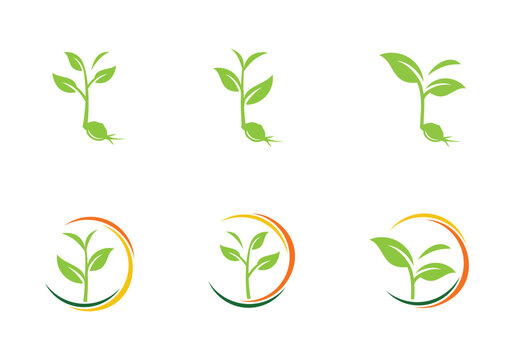 Organic plant seed logo design template