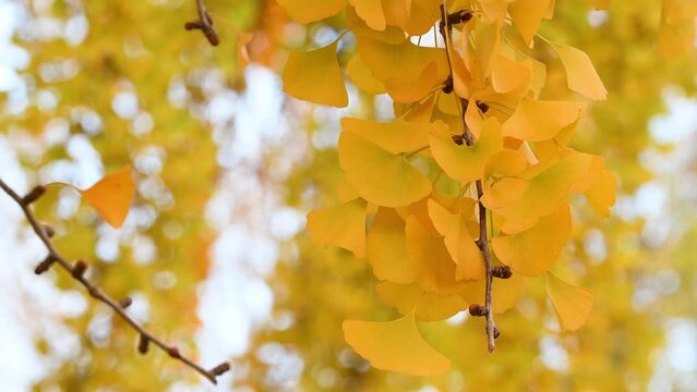 The beautiful leaves of a ginkgo biloba tree turn deep yellow in the fall season. Closeup of the Ginkgo Biloba yellow leaves.