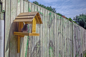 Obraz premium A pigeon sits in a feeder on a summer day