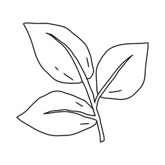 garden plant element, hand drawn style