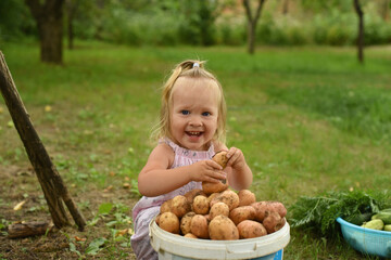 Little beautiful girl in the garden in the garden. A child with a harvest of vegetables. collection of zucchini, potatoes