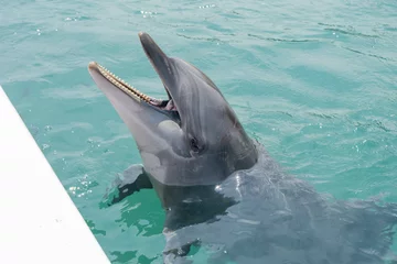 Foto op Canvas Iki, Nagasaki, Japan. June 7, 2023. A dolphin sticking its head out of the water with its mouth open in Iki Dolphin Park  Resort which is found in a natural cove on Iki Island.  © Shaun