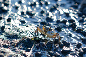 wild little mud crab in zuibaiji river estuary, fukuoka west ward, japan - obrazy, fototapety, plakaty