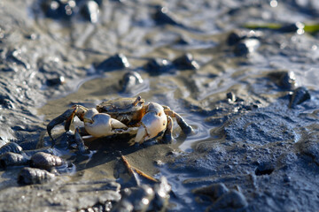 wild little mud crab in zuibaiji river estuary, fukuoka west ward, japan