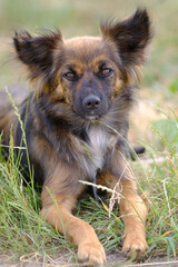 close-up portrait of a kind stray dog