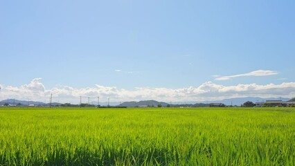 Vast rice paddy landscape, agriculture, summer, field