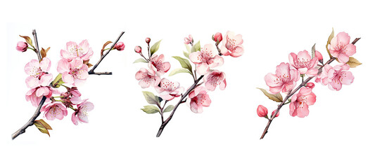 spring cherry blossom branch watercolor