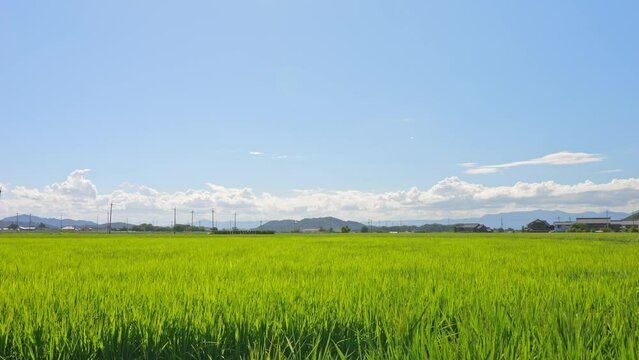 Vast rice paddy landscape, agriculture, summer, field