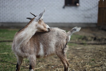 goat on the farm