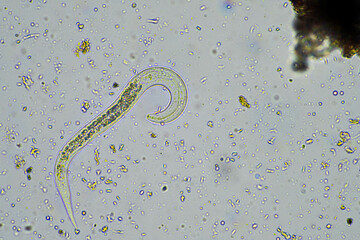 bacterial feeding soil nematode in a soil sample under the microscope