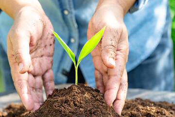 Gardener woman plant a tree with peat moss organic matter improve soil for agriculture organic...