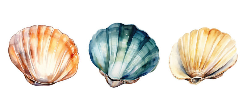 seafood clam watercolor