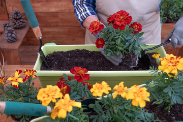 Close up on a woman hands gardening her blooming seasonal plants on the balcony at home. Wooden table and background