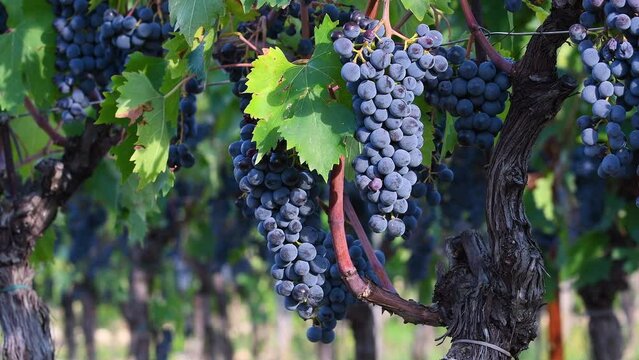Bunches of black grapes on the vineyards just before the harvest. Chianti Classico area near Greve in Chianti. Tuscany, Italy
