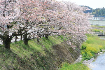 川沿いの桜並木